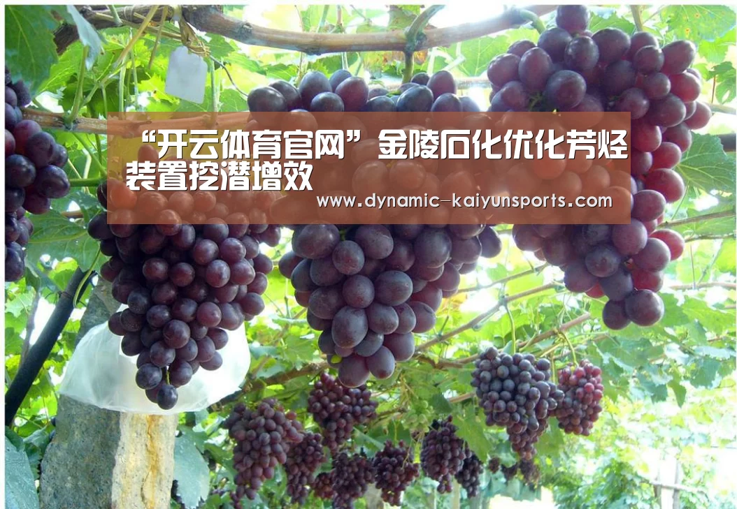 开云体育官网